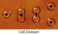 Cell Division