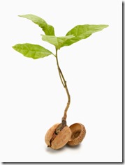 acorn_sprout